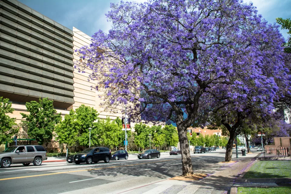Mature jacaranda trees full of purple blooms on street in Los Angeles, California.